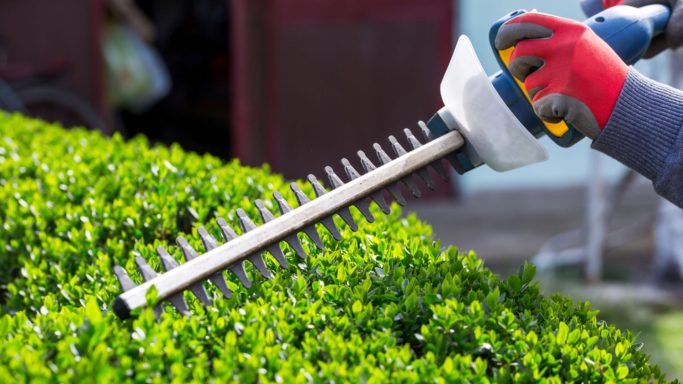 Trimming You Headges Hedge Trimming